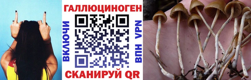 Купить где  Лесозаводск  Псилоцибиновые грибы мицелий 